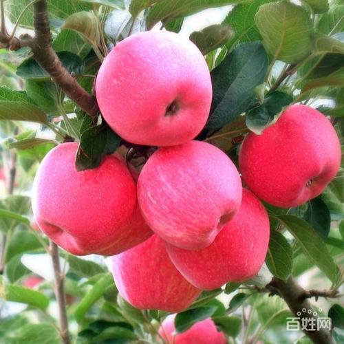 山东沂源富硒苹果纯天然绿色新鲜水果八零大果7斤包邮的图片